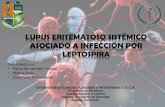 LUPUS ERITEMATOSO SISTÉMICO LEPTOSPIROSIS · REPORTE DE CASO Cuarta década de ... o Falso positivo en pruebas serológicas de sífilis ... Toxoplasmosis