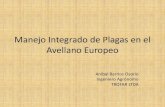 Reconocimiento de Plagas en el Avellano Europeotrofar.cl/doctos/plagas/MIP_Avellano_Europeo.pdf · goteros o aspersores. Sistemas de riego por inundación, californiano, mangas o