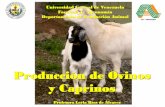 Producción de Ovinos y Caprinos - ucv.veucv.ve/.../facultad_agronomia/PDI/2014/Clase_V_Ovinos_y_caprinos.pdf• OVEJA Y CARNERO (o PADROTE) ... • CABRITONES (AS) desde los 3 meses