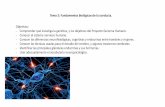 Tema 2: Fundamentos biológicos de la conducta.alarcosfilosofia.wikispaces.com/file/view/Tema 2 PSI201… ·  · 2016-09-25Tema 2: Fundamentos biológicos de la conducta. Objetivos: