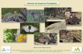 Gestión de Especies Protegidas General Problemática de la Conservación Biología de la Conservación •Causas de extinción de especies •Categorías amenaza y protección •Áreas,