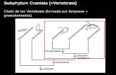 Subphylum Craniata (=Vertebrata) - zoologiageneral.com.ar · Subphylum Craniata (=Vertebrata) Clado de los Vertebrata (formado por lampreas + gnatostomados).