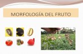 MORFOLOGÍA DEL FRUTO - mvegetal.weebly.commvegetal.weebly.com/uploads/8/6/3/4/863437/morfologia_de_fruto.pdf · conocer las partes del fruto ... de una flor politalÁmicos de varias