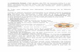 El Tubo que Alberga a Mariposa: Estructuras de la Médul a …sites.google.com/site/apuntesunedblog2/Home/ParteD.pdf ·  · 2011-03-23que descienden de los hemisferios cerebrales.