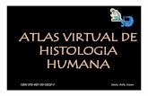 ATLAS VIRTUAL DE HISTOLOGIA HUMANA · 2- Anatomía, histología y embriología del diente humano. Samar M.E., Avila R., Zárate A.M., Brunotto M., ... Hígado de cerdo Tricrómico