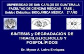 SÍNTESIS y DEGRADACIÓN DE TRIACILGLICEROLES Y … · universidad de san carlos de guatemala facultad de ciencias mÉdicas fase i, unidad didáctica: bioquÍmica mÉdica 2º aÑo