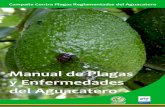 Manual de Plagas y Enfermedades del Aguacatero · Manual de Plagas y Enfermedades del Aguacatero. El problema que limita la comercialización del aguacate en México es la ... vegetal
