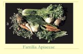 Familia Apiaceae - olericultura.files.wordpress.com · Características generales Incluye mas 250 géneros y 2.500 especies de origen zonas templadas, ampliamente distribuidas, de