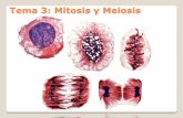 Tema 3: Mitosis y meiosisbioinformatica.uab.es/base/documents\genetica_gen\Tema 3...•En las siguientes direcciones encontrarás animaciones sobre la mitosis y la meisosis • Ciclo