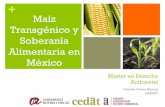Maíz Transgénico y Soberanía Alimentaria en México · Maiz 30.7 % Algodon 12. 1% ... La superficie cosechada bajo temporal se compone de 2 millones de ha. de ... sostenible o
