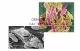 genetica bacteriana [Modo de compatibilidad]depa.fquim.unam.mx/amyd/archivero/geneticabacteriana_9091.pdf · tal carácter. Por ejemplo, una cepa His + indica que la bacteria es capaz