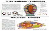 MOLUSCOS: BIVALVOS - cnaturalessotocnaturalessoto.wikispaces.com/file/view/poriferos y moluscos.pdf... · está tapizada de células flageladas llamadas coanocitos. En la parte superior