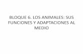 BLOQUE 6. LOS ANIMALES: SUS FUNCIONES Y …iesalfonsox.es/wp-content/uploads/2015/09/BLOQUE-6... · - Coanocitos o células flageladas: * Tapizan la cavidad interna del animal. *