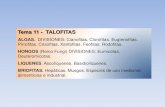 Tema 11 - TALOFITASecaths1.s3.amazonaws.com/farmacobotanicaunt/11058449.Hongos... · Parásito del centeno y de otros cereales (esclerocios) ... Empleada para la fabricación de pan