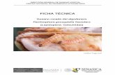 FICHA TÉCNICA - cesaveson.com de trabajo/temario Gerente SLRC... · idad/gusano.pdf). También causa de 3 a 5 % de daños en botones florales, ... Vennila et al., 2007). Larva Pasa