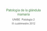 Patología de la glándula mamaria - Pediatría I y ... · Temas •Histología de la glándula mamaria. •Polimastia, politelia, amastia y ectopia. •Mastitis y ectasia ductal.