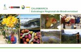 CAJAMARCA Estrategia Regional de Biodiversidad · en la provincia de Jaén y se extiende hasta Piura. ... taya, capulí, cedro de altura, ... La Libertad Amazonas San Ignacio Cajamarca