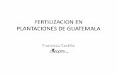 FERTILIZACION EN PLANTACIONES DE GUATEMALA - … VIII... · 2008-09-14 · de las hojas al tallo y del tallo a ... LOTE EL CAMPO 5.40 4.34 0.76 7.31 1.79 0.06 0.06 6.00 250.00 ...