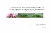 Conservación de plantas regeneradas in vitro y análisis de ...oa.upm.es/39541/1/ROSA_ENITH_ARMIJOS_GONZALEZ.pdf · Conservación de plantas regeneradas in vitro y análisis de la
