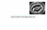 ANTIMICROBIANOS - …microbiologiaunvime.wikispaces.com/file/view/Clase de... · GRUPOS DE MICROORGANISMOS PRODUCTORES DE ANTIBIOTICOS Hongos filamentosos: Penicillium (penicilina)
