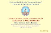 MORFOFISIOLOGÍA I: HISTOLOGÍA TIROIDES Y PARATIROIDES … · GLÁNDULA PARATIROIDES 95 5 – 8 micras de diáámetrometro 9NNúcleo central, citoplasma pcleo central, citoplasma