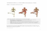 ANATOMÍA APLICADA AL YOGA I 1º - Yoga Orgánico … · Los huesos, lejos de ser piezas mecánicas pasivas son estructuras metabólicamente muy activas: - Almacenan minerales, ...