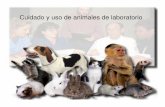 Uso y Cuidado de Animales - FCEyN - UBA · • Animales invertebrados: Ejemplo Drosophila melanogaster como ... DOCUMENTO DE REFERENCIA INTERNACIONAL Guide for the care and use of