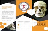 MODELO - Anatomia | FacMed · ANATÓMICO DE CRÁNEO ... 56 23 24 25 - anatomia.ensenanza@unam.mx  VENTAJAS DE LOS MODELOS ANATÓMICOS DE RESINA POLIÉSTER: