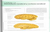 pozociego.files.wordpress.com · Sección sagital media de Ios hemisferios cerebrales que muestra los principales giros o circunvoluciones y surcos. Fig. 13-2
