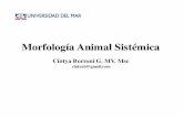 Morfología Animal Sistémica - anato.cl comunidadanato/DraCBorroni/UDM/Morfologia/UD… · cerebrales Acueducto mesencefálico (de silvio) Mesencéfalo Tecto ... Neopalio - 6 estratos,