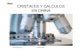 CRISTALES Y CALCULOS EN ORINA - qualitat.ccqualitat.cc/.../sitebuilderfiles/CRISTALES_CALCULOS_ORINA.pdf · aterres@qualitat.cc Cristales en Orina 1. Orinas Acidas • Acido Úrico