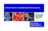 ESTRUCTURA DE MEMBRANAS BIOLOGICAS - … · Al facilitar la comunicación celular, la membrana ... los cuales atacan estas importantes enzimas ... 9.ppt Author: Sergio ...
