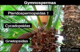 Presentación de PowerPoint - UNLP · Ephedrales Gnetopsidas . Gnetales Gnetopsidas bracteolas microsporangios . Welwitschiales Gnetopsidas . Origen de las Angiospermas Concepto Antófito