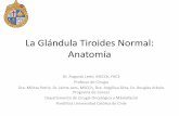 LA GLÁNDULA TIROIDES NORMAL: ANATOMÍA · En la línea media de región infrahioidea convergen la ... inferior, por el hueso hioides y el músculo digástrico Se subdivide, en dos