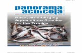 2008 - Parque Marino del Pacífico · LACC-WAS President (2007-2008) Carta de Presentación del nuevo Presidente de LACC-WAS 64 Noticia Mirada Austral ... En el caso de la acuicultura,