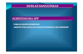 DUELAS SANGUÍNEAS SCHISTOSOMA SPP - …personal.us.es/derojas/docs/diapositivas-para/tema-18.pdf · MIRACIDIO LIBRE EN AGUA DULCE TRAS ADULTOS EN SU LOCALIAZACIÓN HEMÁTICA: INTESTINAL