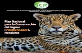 Plan Nacional para la Conservación del Jaguar Hondurasicf.gob.hn/wp-content/uploads/2015/08/PLAN-JAGUAR-FINAL-3.pdf · El Plan Nacional de Conservación del Jaguar impulsado por