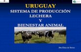 URUGUAY SISTEMA DE PRODUCCIÓN LECHERA Y … DE PRODUCCION Y BIEN… · PRODUCCIÓN LECHERA EN URUGUAY La producción lechera es la segunda actividad pecuaria del país, luego de