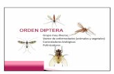 Orden Dipteraecaths1.s3.amazonaws.com/entomologiaforestal/652966018.Tema 11... · Orden Diptera Moscas y Mosquitos Grupo muy diverso Vector de enfermedades (animales y vegetales)