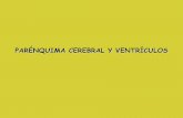 PARÉNQUIMA CEREBRAL Y VENTRÍCULOS - …seram2010.seram.es/.../parenquima_y_ventriculos.pdf · Calcificación habenular(B) se identifica justo por delante de la glándula pineal,