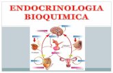 SISTEMA ENDOCRINO - Guía de Bioquímica | … · SISTEMA ENDOCRINO Proporciona ... Hígado principal fuente de IGF-1 circulante. ... Diapositiva 1 Author: Ivan Created Date: 10/1/2012