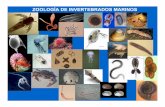ZOOLOGÍA DE INVERTEBRADOS MARINOSfcm.ens.uabc.mx/~vzavala/introduccion_acuic.pdf · ZOOLOGÍA DE INVERTEBRADOS La Zoología es una subdivision de laBiología (Estudio de la vida)