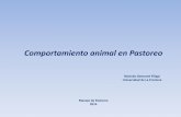 Comportamiento animal en Pastoreo - Praderas y …praderasypasturas.com/rolando/01.-Catedras/08.-Manejo_de_Pastoreo/... · preferidos y es de mejor calidad que aquella proveniente
