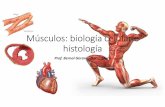 Músculos: biología celular e histologíabiologia.ucr.ac.cr/profesores/Garro Bernal/Histologia Celular y... · Z. amarra a los discos entre sí y con la membrana celular mediante
