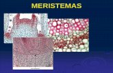 MERISTEMAS - biologia.buap.mx · Meristemas Los meristemos pueden ser considerados tejidos embrionarios que permanecen en la planta durante toda la vida y que …