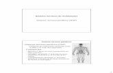 Sistema nervioso de Vertebrados - Acceso a la página de ...organografia.unileon.es/html/PDF/Sistema Nervioso_III_Vertebrados... · – Limita con la membrana basal de las células