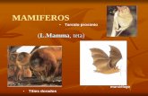 MAMIFEROS - biologiaunsa.edu.ar · Sin embargo es uno de los grupos de mayor diferenciación biológica en el Reino Animal ... Sistema Circulatorio. Sistema digestivo- según dieta.