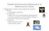 Estudio del desarrollo embrionario y la diferenciación …biotiempo.weebly.com/uploads/9/4/5/8/94588683/genes_y_desarrollo... · Estudio del desarrollo embrionario y la diferenciación