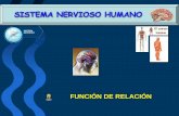 FUNCIÓN DE RELACIÓN - …iespoetaclaudio.centros.educa.jcyl.es/.../sist_nervioso_3eso.pdf · Estímulos Receptores Células sensitivas Órganos de los sentidos Sistema nervioso