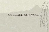 ESPERMATOGÉNESIS - tae.edu.mxtae.edu.mx/.../Coordinaciones/Biologia/Biologia_V/espermatogenesis.pdf · Estructura del testículo En general, son órganos pareados y compactos cuya